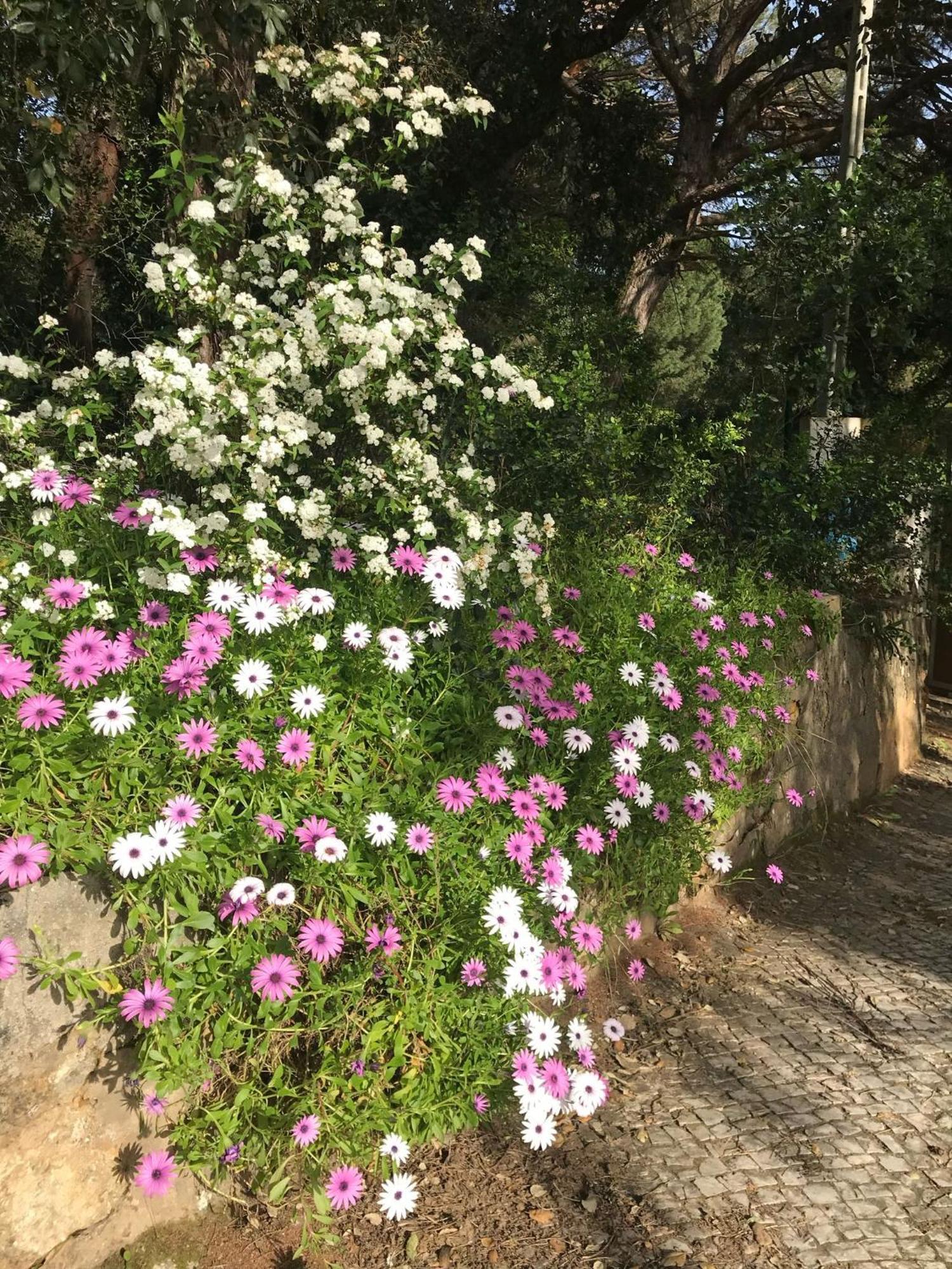 Quinta Dos Canais Setúbal Kültér fotó